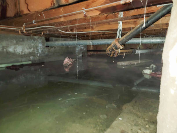 Best Water damage restoration cost  in Necedah, WI